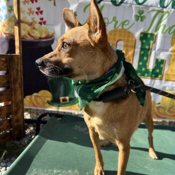 Ella -  Chihuahua and Pomeranian Dog for Adoption in Aledo, Texas - Ella | PetCurious