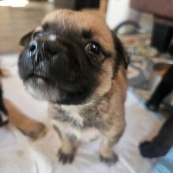 Leona -  Belgian Shepherd Malinois and Border Collie Dog for Adoption in Oceanside, California - Leona | PetCurious