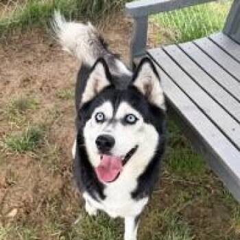 Ladybug (ID 52039) -  Husky Dog for Adoption in Manassas, Virginia - Ladybug (ID 52039) | PetCurious