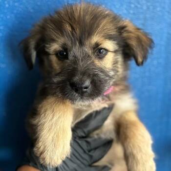WIBBLE -  Shepherd and Mixed Breed Dog for Adoption in Richmond, California - WIBBLE | PetCurious