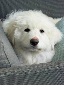 Great Pyrenees Dogs Available for Adoption - Leo | PetCurious