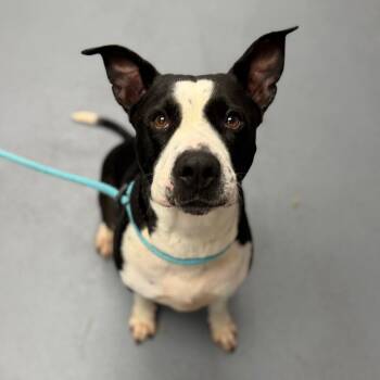 Vivi -  Mixed Breed Dog for Adoption in Sarasota, Florida - Vivi | PetCurious