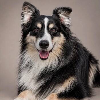 Australian Shepherd Dogs Available for Adoption in Houston, Texas - Bentley | PetCurious