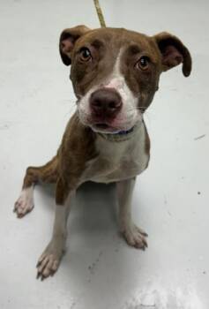 Chica -  Mixed Breed Dog for Adoption in Savannah, Georgia - Chica | PetCurious