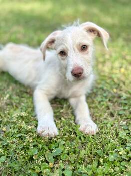 Poodle Dogs Available for Adoption in Lucedale, Mississippi - Aden | PetCurious