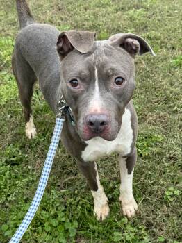Rescue Pit Bull Terrier Dogs for Adoption in Burlington, New Jersey - Norman | PetCurious