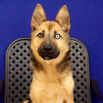 Rylee -  German Shepherd Dog Dog for Adoption in Fort Davis, Texas - Rylee | PetCurious