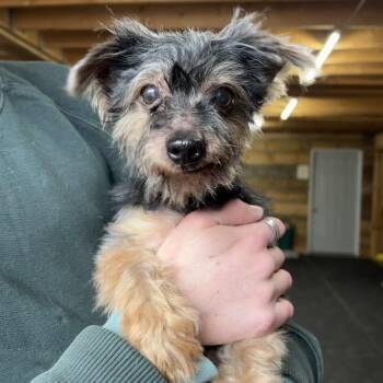 Yorkshire Terrier Dogs Available for Adoption - Gus | PetCurious