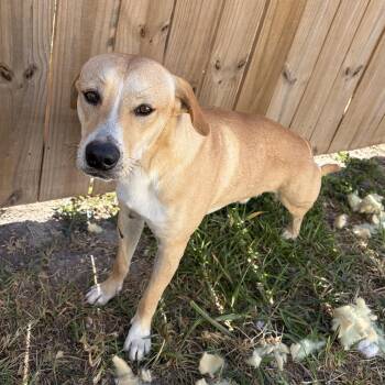 Labrador Retriever Dogs Available for Adoption - Gravy The 3 Legged Dog | PetCurious