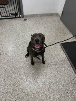 Rescue American Staffordshire Terrier and Mixed Breed Dogs for Adoption in Gastonia, North Carolina - Nova | PetCurious