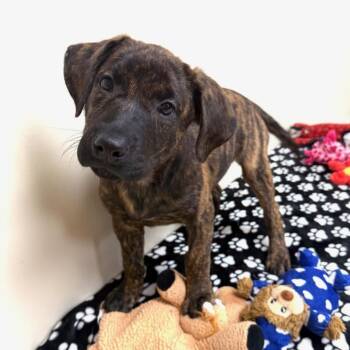 Wren -  Labrador Retriever Dog for Adoption in Greensburg, Pennsylvania - Wren | PetCurious