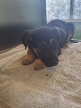 Shepherd Dogs Available for Adoption - 227 Aries | PetCurious