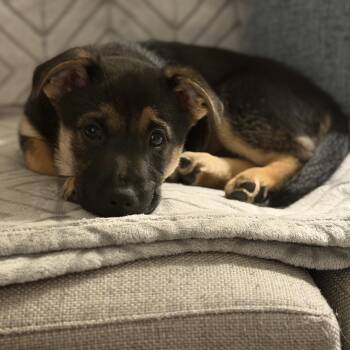 Shepherd and Basset Hound Dogs Available for Adoption - Tater Tot | PetCurious