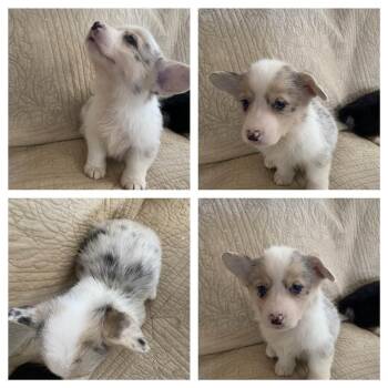 Cardigan Welsh Corgi and Corgi Dogs Available for Adoption in Ada, Minnesota - Cruze Ramirez | PetCurious