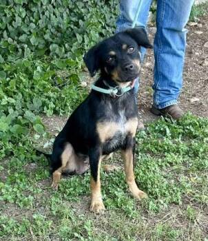 Xena -  Mixed Breed Dog for Adoption in Bandera, Texas - Xena | PetCurious