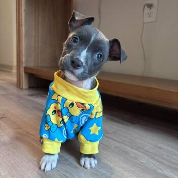 Shirley -  American Staffordshire Terrier Dog for Adoption in Martinez, California - Shirley | PetCurious