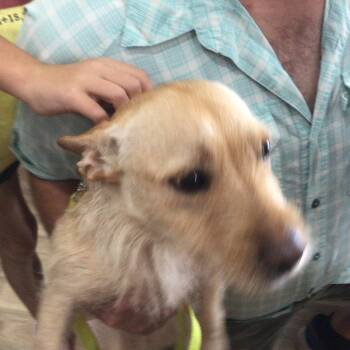 Rescue Scottish Terrier and French Bulldog Dogs for Adoption in New Orleans, Louisiana - Lilly | PetCurious