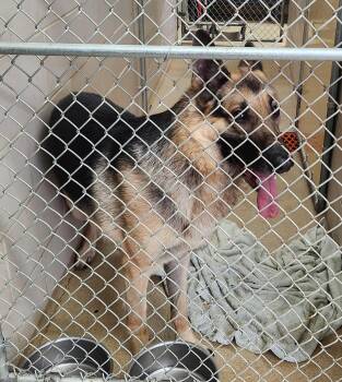 Rescue German Shepherd Dog Dogs for Adoption in Zimmerman, Minnesota - Bonanza | PetCurious
