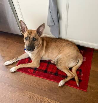 Willow - FEE WAIVED -  Mixed Breed Dog for Adoption in Columbia, Maryland - Willow - FEE WAIVED | PetCurious