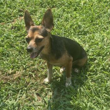 Carl -  Chihuahua Dog for Adoption in Blair, Wisconsin - Carl | PetCurious