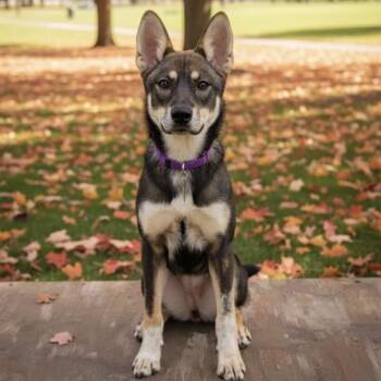 Rescue Cattle Dog Dogs for Adoption in Floresville, Texas - Chocolate | PetCurious