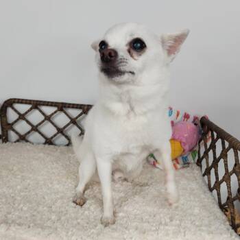 Joey -  Chihuahua Dog for Adoption in Fort Wayne, Indiana - Joey | PetCurious