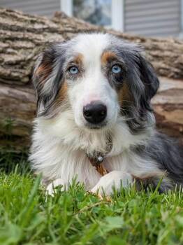 Bonnie -  Australian Shepherd Dog for Adoption in Cowlesville, New York - Bonnie | PetCurious