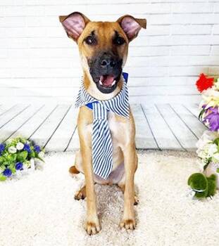 BRISSO -  Labrador Retriever Dog for Adoption in Castro Valley, California - BRISSO | PetCurious