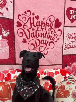 Black Labrador Retriever Dogs Available for Adoption - Mole | PetCurious