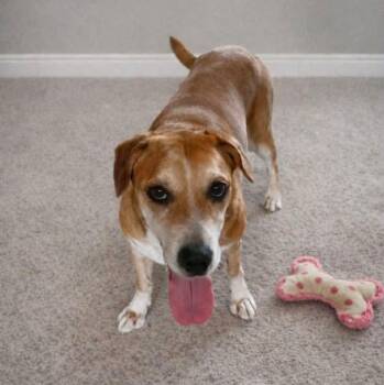 Mixed Breed Dogs Available for Adoption - May | PetCurious