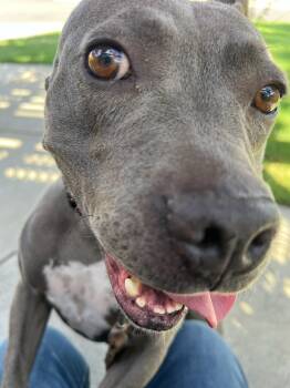Rescue Staffordshire Bull Terrier Dogs for Adoption in Santa Monica, California - Dior | PetCurious