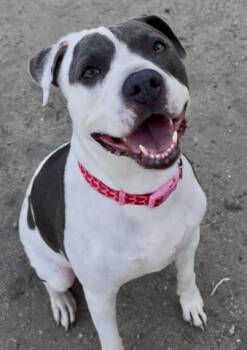 Dottie - URGENT - LONGTIME RESIDENT -  Pit Bull Terrier Dog for Adoption in Thousand Oaks, California - Dottie - URGENT - LONGTIME RESIDENT | PetCurious