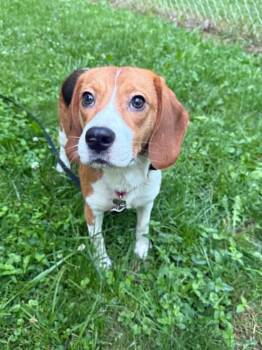 Kizzie -  Beagle Dog for Adoption in Whitewater, Wisconsin - Kizzie | PetCurious