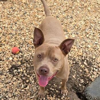 Mai Guy -  Pit Bull Terrier Dog for Adoption in Wadena, Minnesota - Mai Guy | PetCurious