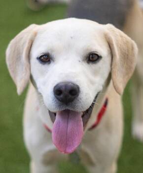 Paul Baker -  Beagle and Labrador Retriever Dog for Adoption in Encinitas, California - Paul Baker | PetCurious