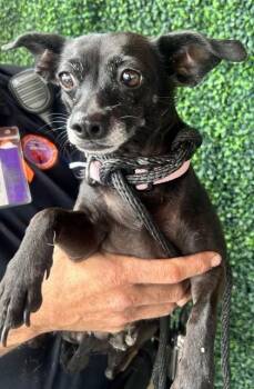Chihuahua and Mixed Breed Dogs Available for Adoption - 60783283 | PetCurious