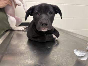KENNEY -  Pit Bull Terrier Dog for Adoption in Auburn, California - KENNEY | PetCurious