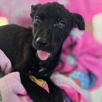 Puppy _6 -  Black Labrador Retriever and Mixed Breed Dog for Adoption in Chapel Hill, North Carolina - Puppy _6 | PetCurious