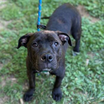 Ori -  Mixed Breed Dog for Adoption in Asheville, North Carolina - Ori | PetCurious
