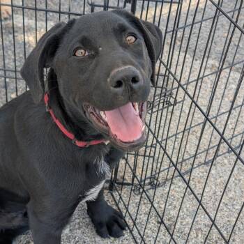 Black Labrador Retriever Dogs Available for Adoption - Big Pup | PetCurious