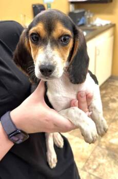 Flush -  Beagle Dog for Adoption in Dunnellon, Florida - Flush | PetCurious