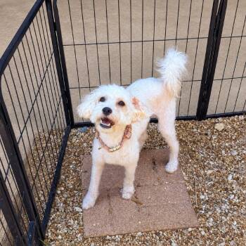 Rita 26-07-018 -  Miniature Poodle Dog for Adoption in Bastrop, Texas - Rita 26-07-018 | PetCurious