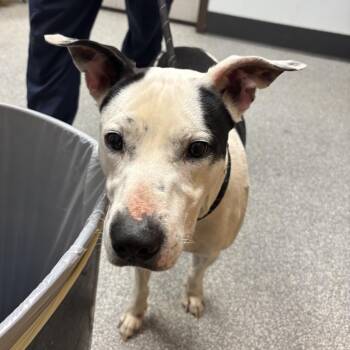 Zuko -  Pit Bull Terrier and Mixed Breed Dog for Adoption in Durango, Colorado - Zuko | PetCurious