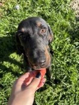 Bo -  Coonhound Dog for Adoption in Circleville, Ohio - Bo | PetCurious