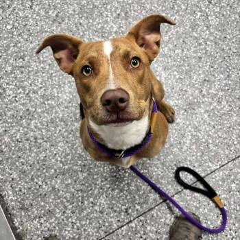 Rescue Pit Bull Terrier Dogs for Adoption in Parkersburg, West Virginia - Peppermint Mocha | PetCurious