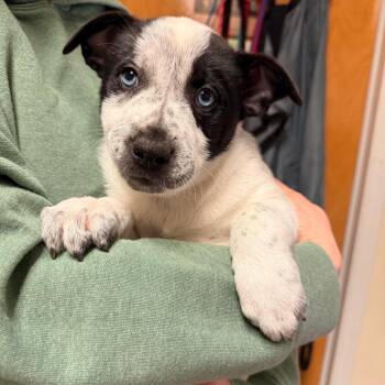 Mixed Breed Dogs Available for Adoption in Hendersonville, North Carolina - Patch | PetCurious