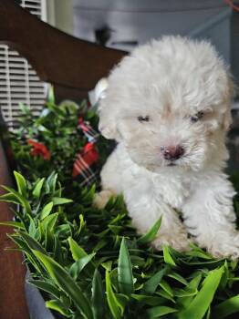 Frost -  Maltipoo Dog for Adoption - Frost | PetCurious