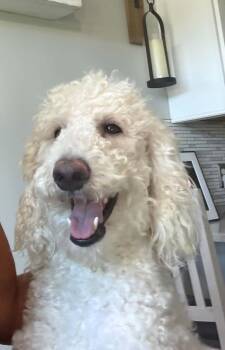 Otis OS in RI -  Standard Poodle Dog for Adoption in Warwick, Rhode Island - Otis OS In RI | PetCurious