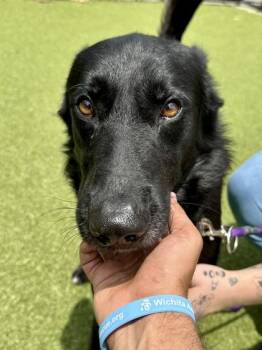 Screech -  Mixed Breed Dog for Adoption in Wichita, Kansas - Screech | PetCurious