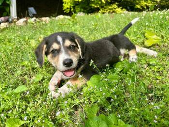 Hound and Labrador Retriever Dogs Available for Adoption in Alabaster, Alabama - Boston  | PetCurious